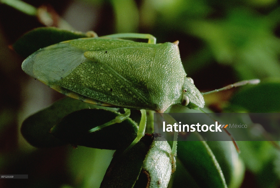 Creosota Bush (Larrea tridentata) con Stink Bug