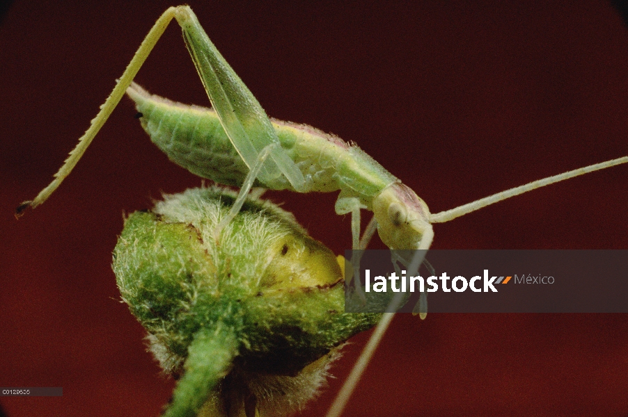 Creosota Bush (Larrea tridentata) con cricket