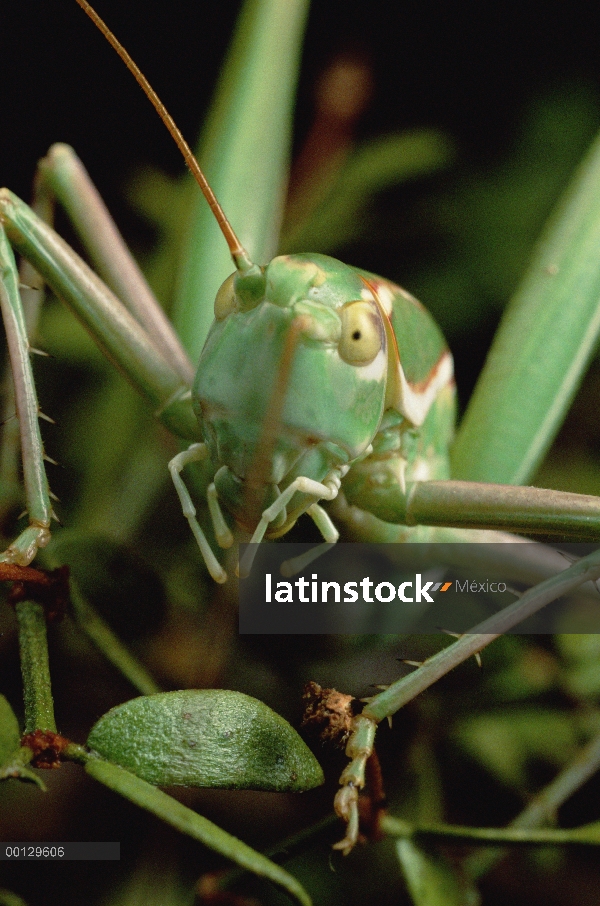 Saltamontes (Tettigoniidae), comer frutas y flores de jarilla (Larrea tridentata)