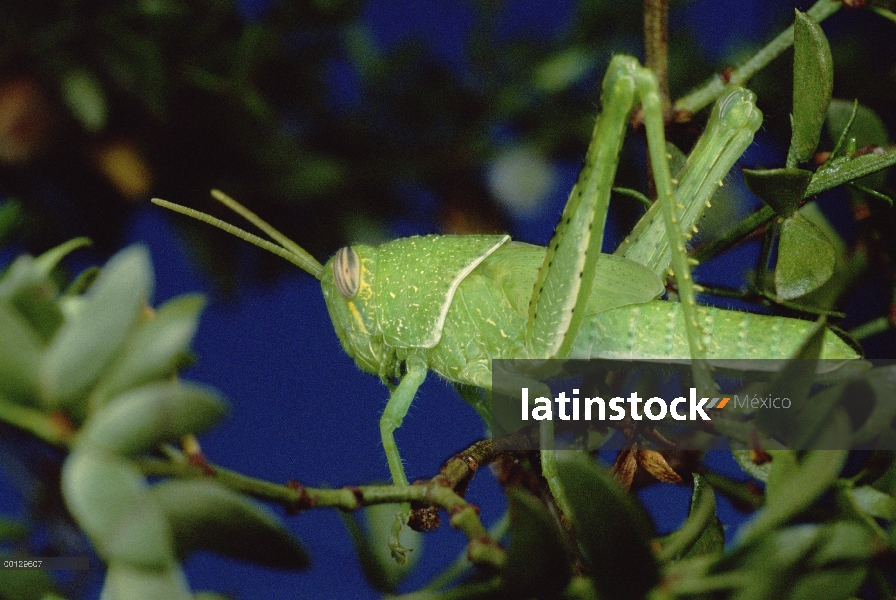 Creosota Bush (Larrea tridentata) con grasshopper