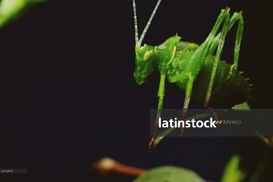 Creosota a jóvenes Katydid (Insara covilleae) en jarilla (Larrea tridentata)