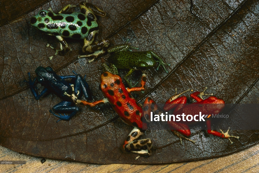 Grupo de rana dardo venenosa (Oophaga pumilio) fresa con variación de color de diferentes islas de B