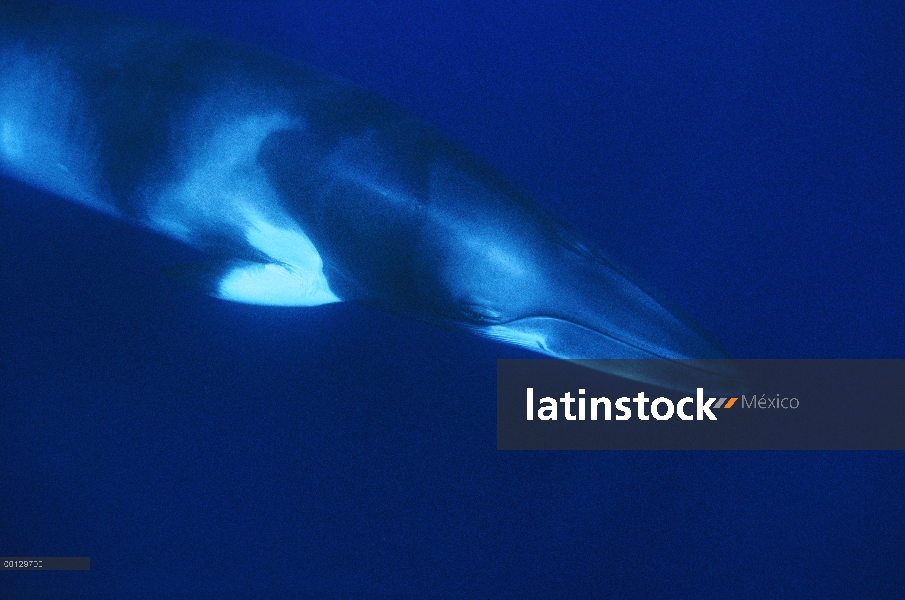 Enano ballena de Minke (Balaenoptera acutorostrata), Australia occidental, Australia