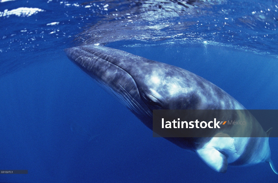 Ballena de Minke enana (Balaenoptera acutorostrata) superficie, Australia occidental