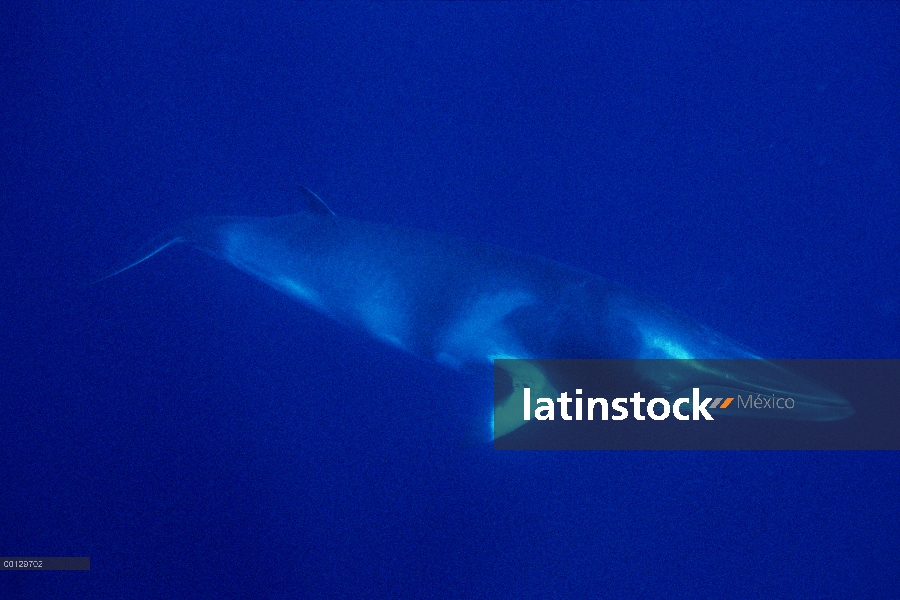 Enano ballena de Minke (Balaenoptera acutorostrata) natación bajo el agua, Australia occidental