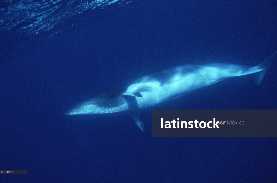 Ballena Minke enana (Balaenoptera acutorostrata) natación, vista inferior, Australia occidental