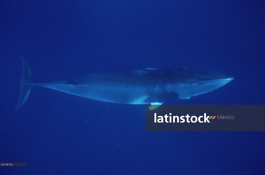 Ballena Minke enana (Balaenoptera acutorostrata) buceo, Australia occidental