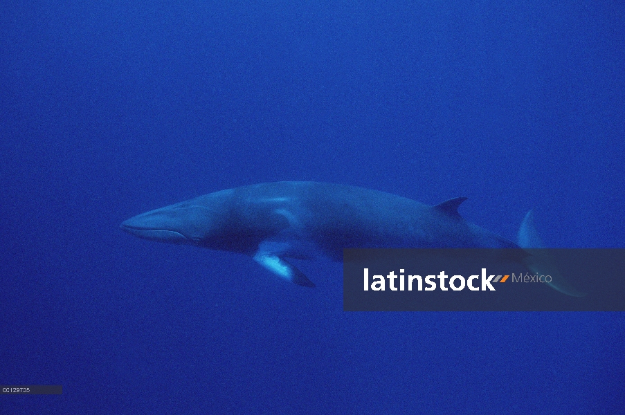 Enano retrato subacuático de ballena de Minke (Balaenoptera acutorostrata), Australia occidental