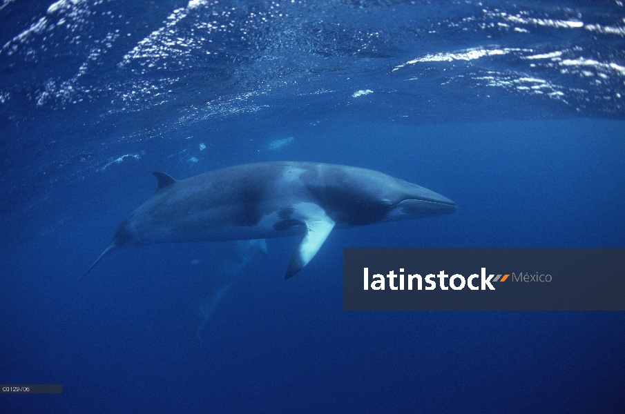 Ballena Minke enana (Balaenoptera acutorostrata) buceo, Australia occidental