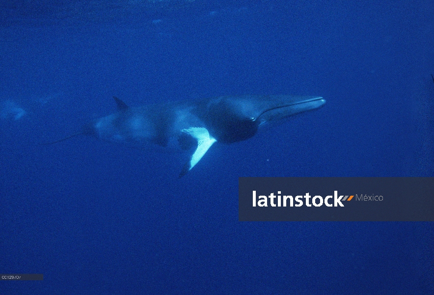 Enano ballena de Minke (Balaenoptera acutorostrata) natación, agua, vista, Australia occidental