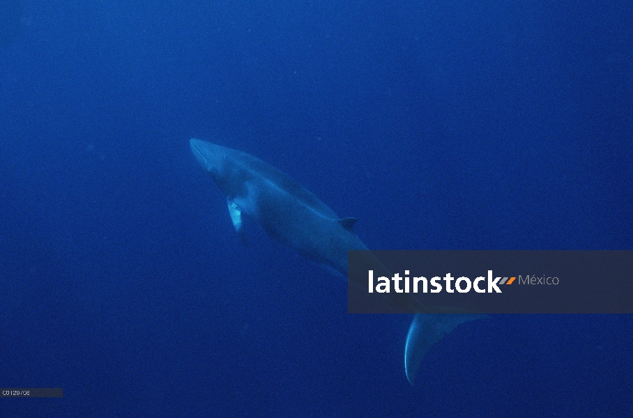 Ballena de Minke enana (Balaenoptera acutorostrata) cerca de la isla del lagarto y la gran barrera d