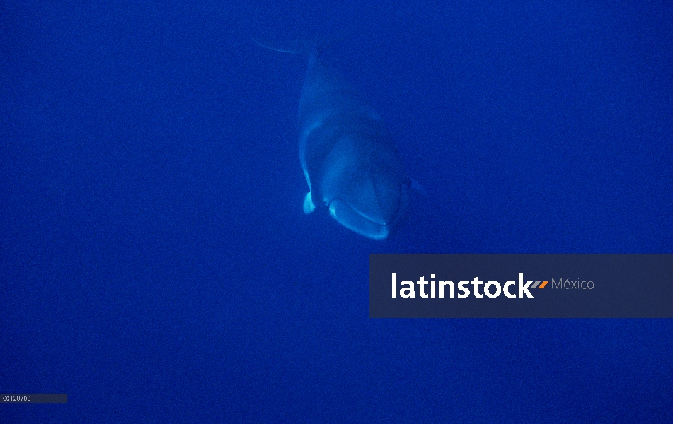 Ballena Minke enana (Balaenoptera acutorostrata) buceo, Australia occidental