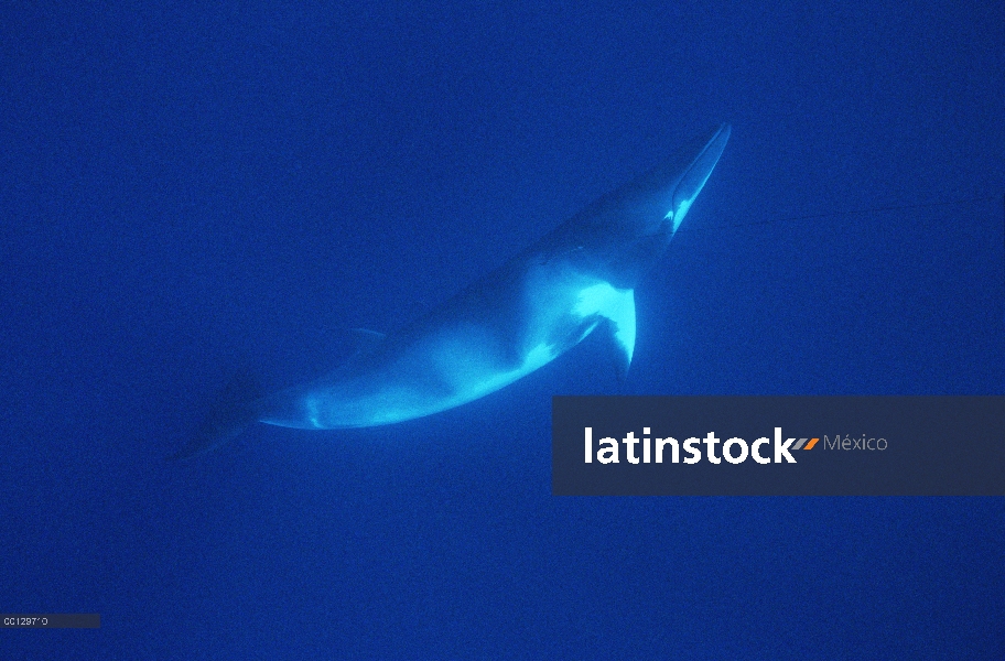 Ballena de Minke enana (Balaenoptera acutorostrata) cerca de hidrófono, Australia occidental