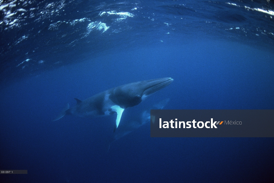 Enano par de ballenas de Minke (Balaenoptera acutorostrata) natación, Australia occidental, Australi