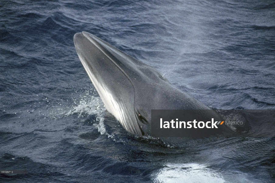 Enano de dos ballenas de Minke (Balaenoptera acutorostrata), Western Australia, Australia