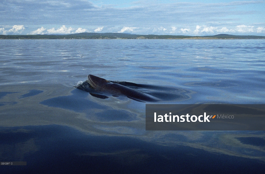 Ballena de Minke común (Balaenoptera acutorostrata) superficie, las islas de San Juan, Washington