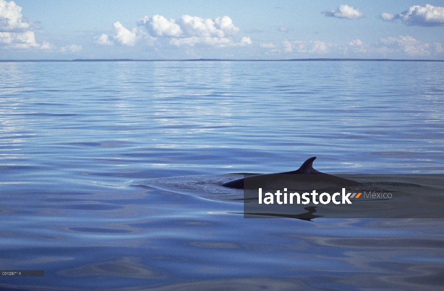 Común aleta dorsal ballena de Minke (Balaenoptera acutorostrata), las islas de San Juan, Washington