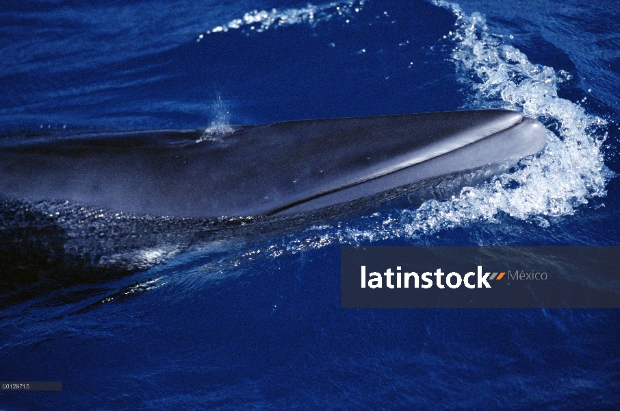 Ballena de Minke enana (Balaenoptera acutorostrata) superficie, Isla Lagarto cerca de la gran barrer