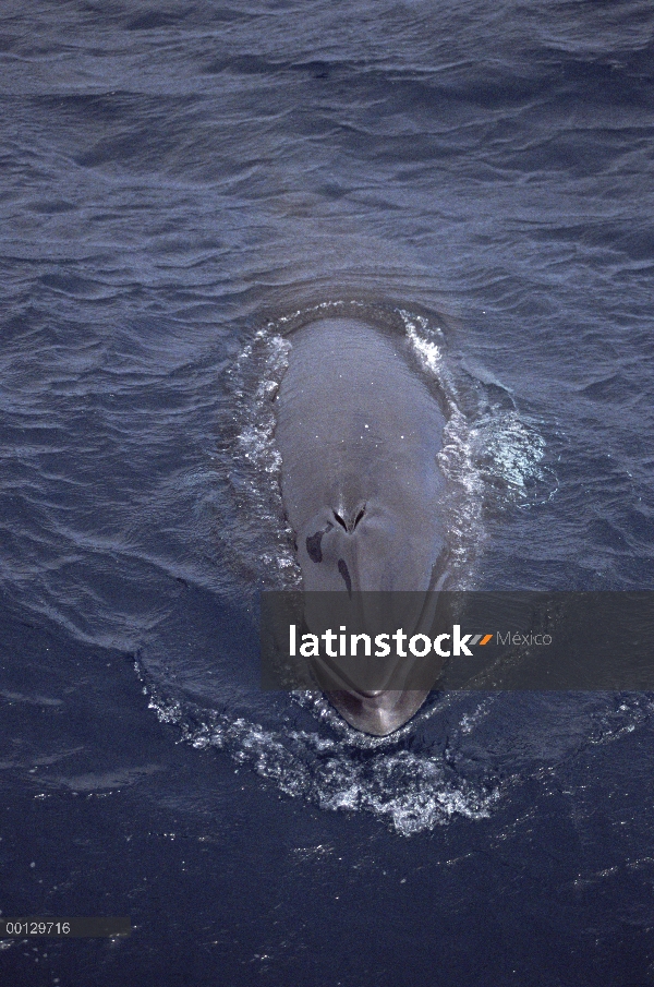 Ballena de Minke enana (Balaenoptera acutorostrata) superficie, Isla Lagarto cerca de la gran barrer