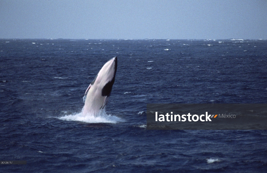 Ballena de Minke enana (Balaenoptera acutorostrata) violar, lagarto de la isla cerca de la gran barr