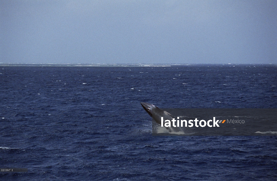 Ballena de Minke enana (Balaenoptera acutorostrata) violar, lagarto de la isla cerca de la gran barr