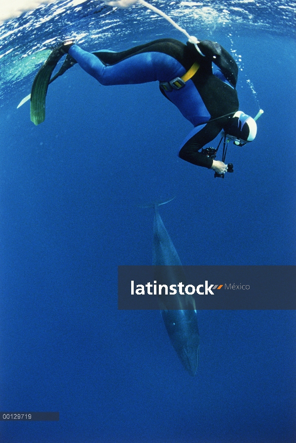 Investigador de ballenas Minke (Balaenoptera acutorostrata) enano Alistair Birtles fotografías balle