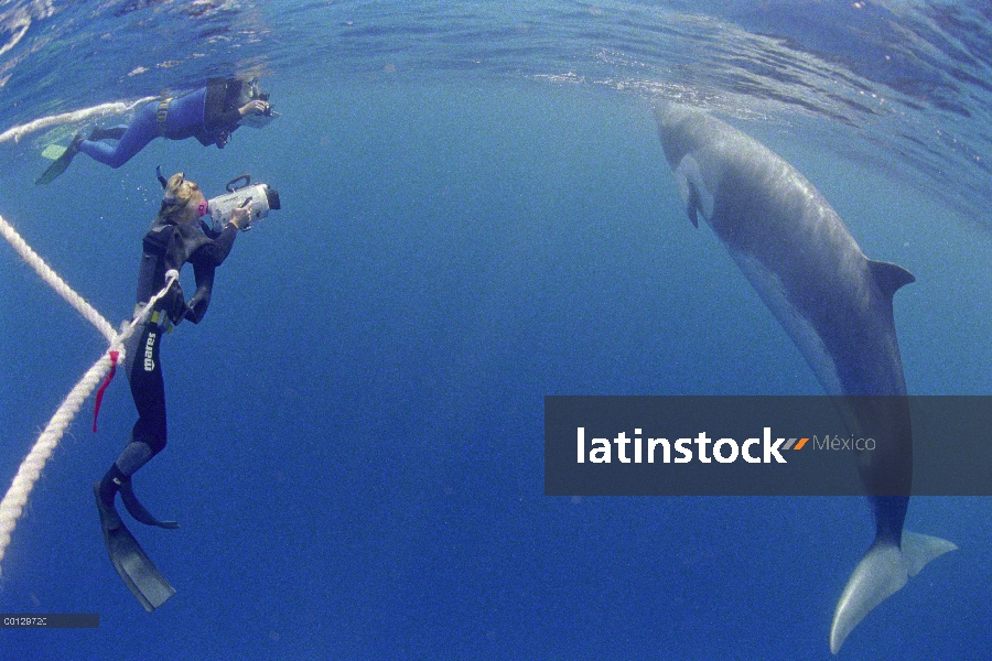 Investigador de ballenas Minke (Balaenoptera acutorostrata) enano ballena curiosa fotografía de Moni