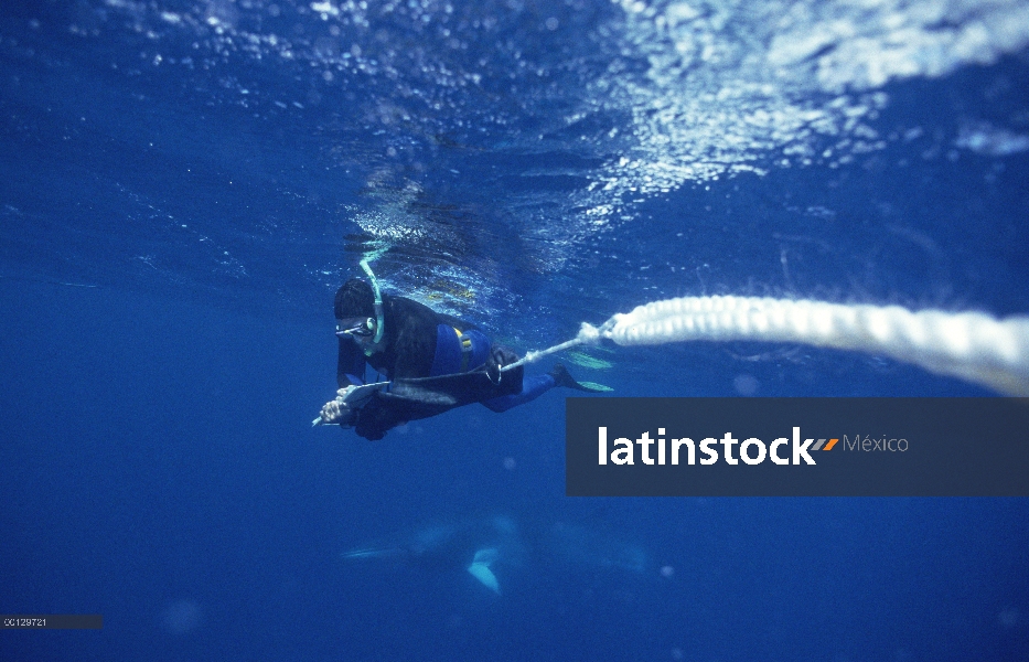 Investigador de ballenas Minke (Balaenoptera acutorostrata) enano Alistair Birtles registra datos so