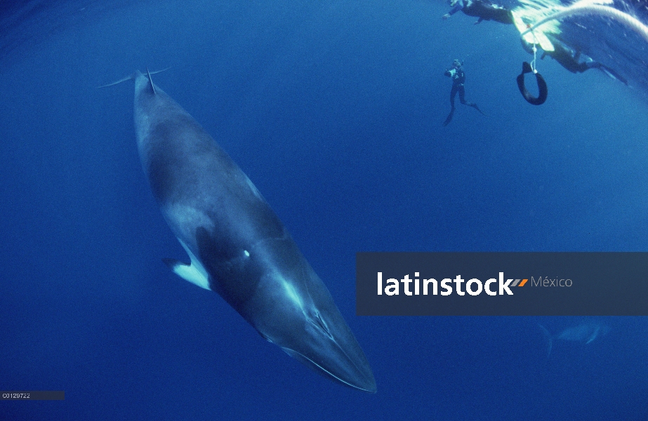 Ballena enana ballena de Minke (Balaenoptera acutorostrata) investigador películas cerca de la gran 