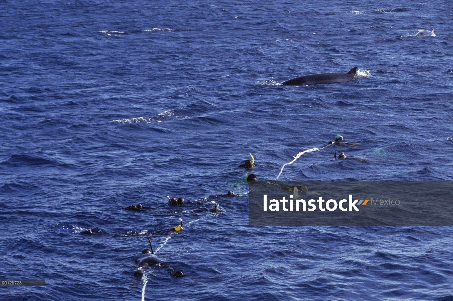 Ballena Minke enana (Balaenoptera acutorostrata) investiga los investigadores y turistas conectados 