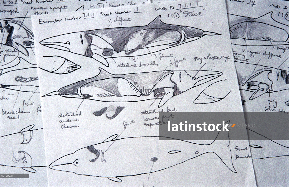 Dibujos de campo de ballenas Minke (Balaenoptera acutorostrata) investigador Alistair Birtles, Austr