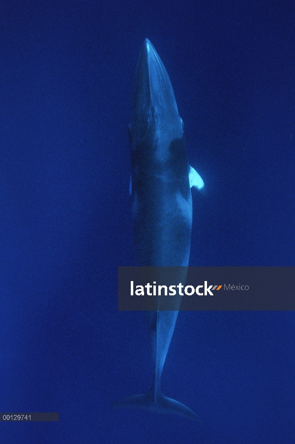 Ballena de Minke enana (Balaenoptera acutorostrata) cerca de la isla del lagarto y la gran barrera d