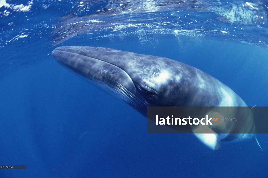 Ballena de Minke enana (Balaenoptera acutorostrata) cerca de la isla del lagarto y la gran barrera d