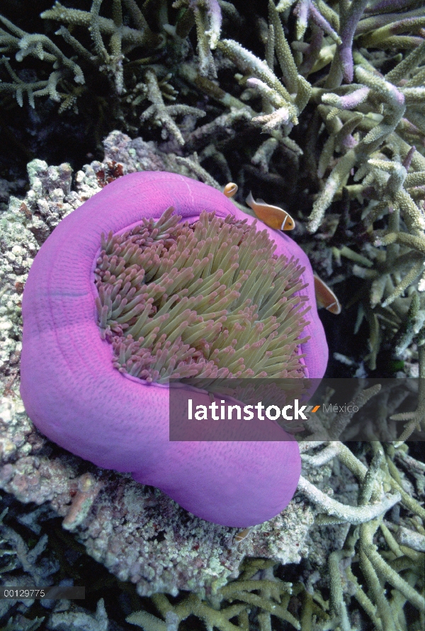 Rosa anémona (perideraion de Amphiprion) y anémona de mar magnífico, gran barrera de coral, Australi