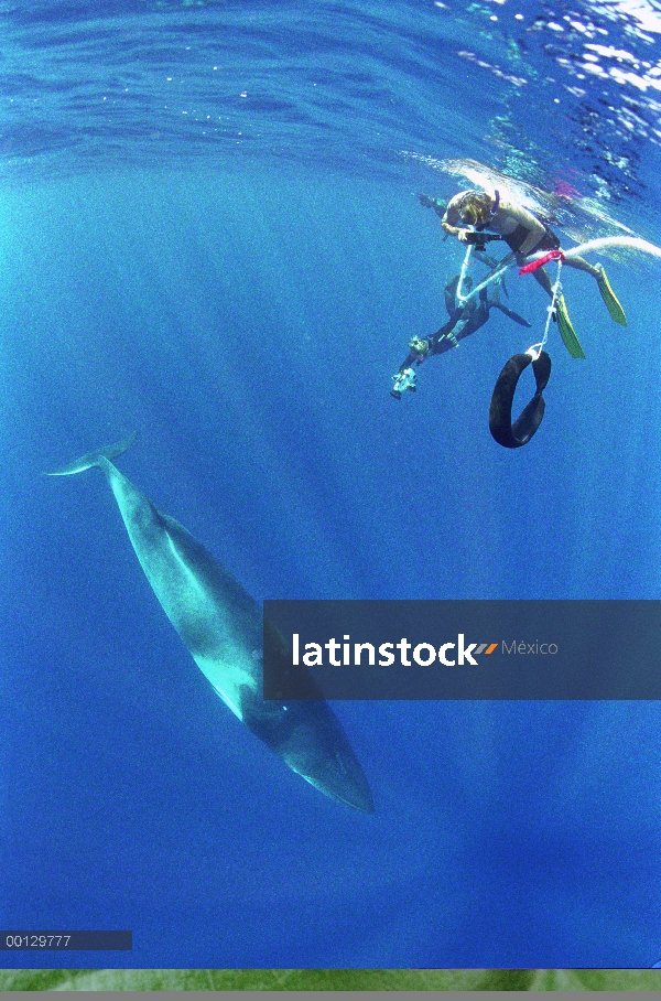 Ballena enana ballena de Minke (Balaenoptera acutorostrata) investigadores fotografía desde la línea