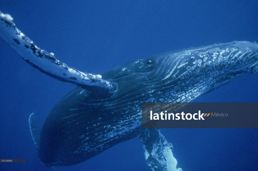 Cantante amable de ballena jorobada (Megaptera novaeangliae), Maui, Hawaii - aviso deberá acompañar 