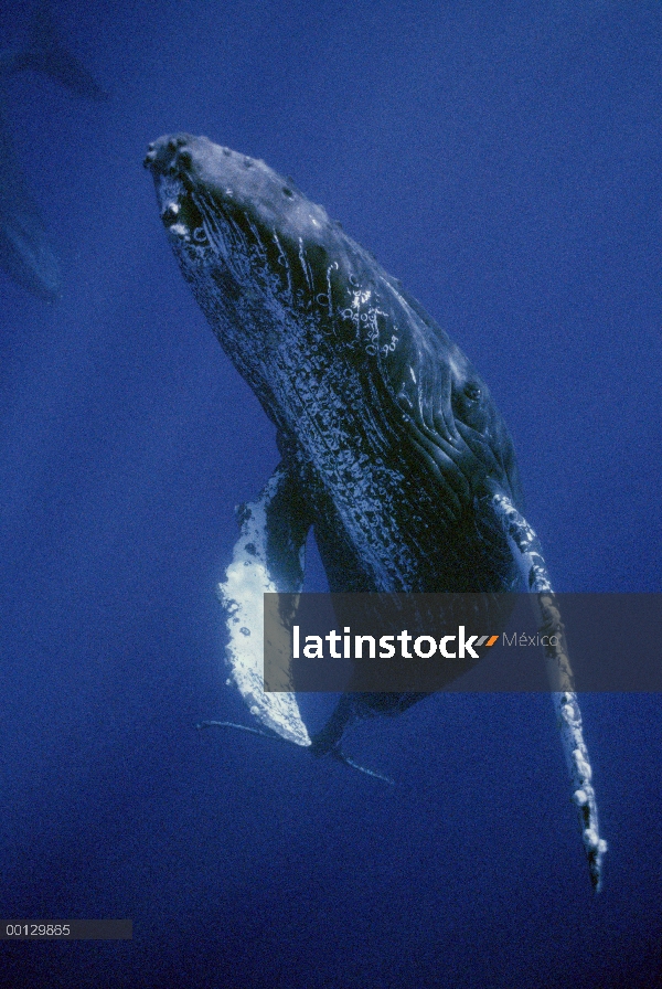 Cantante amable de ballena jorobada (Megaptera novaeangliae), Maui, Hawaii - aviso deberá acompañar 