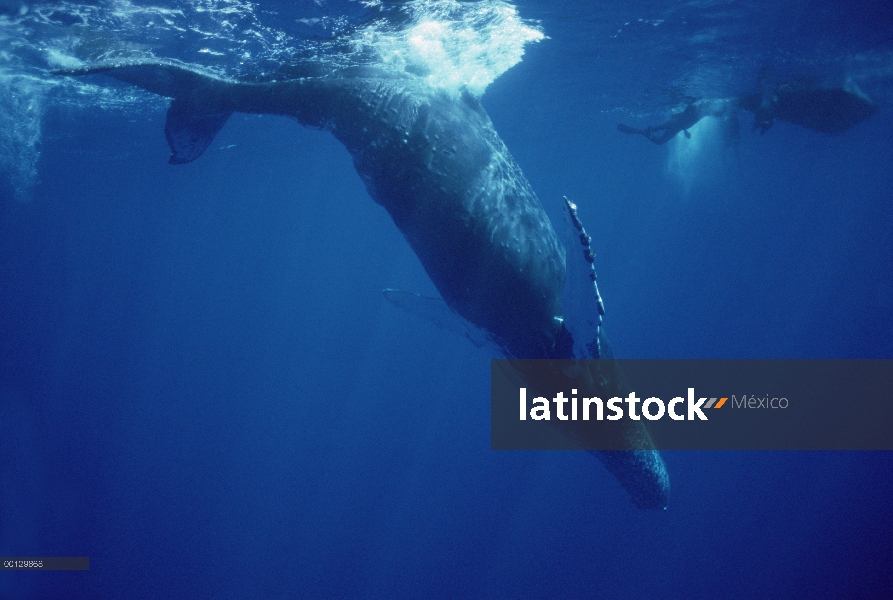 Ballena jorobada (Megaptera novaeangliae) disparo de medición aérea de vaca y becerro, Maui, Hawaii 