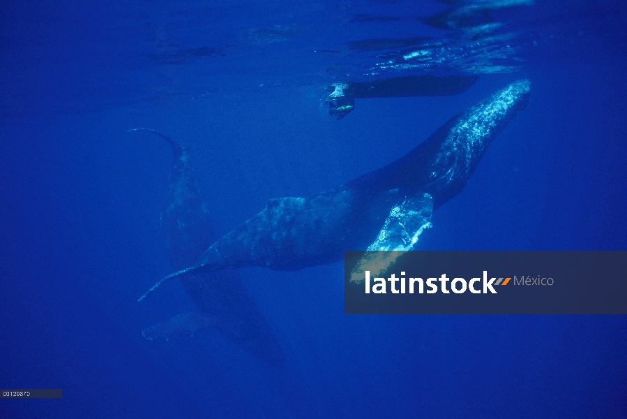 Enfoques de ballena jorobada (Megaptera novaeangliae) cantante curiosa investigación barco, Maui, Ha