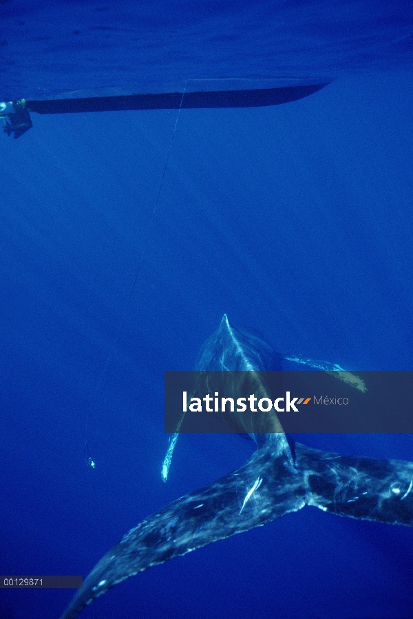 Cantante de la ballena jorobada (Megaptera novaeangliae) acerca a hidrófono colgante de barco de inv