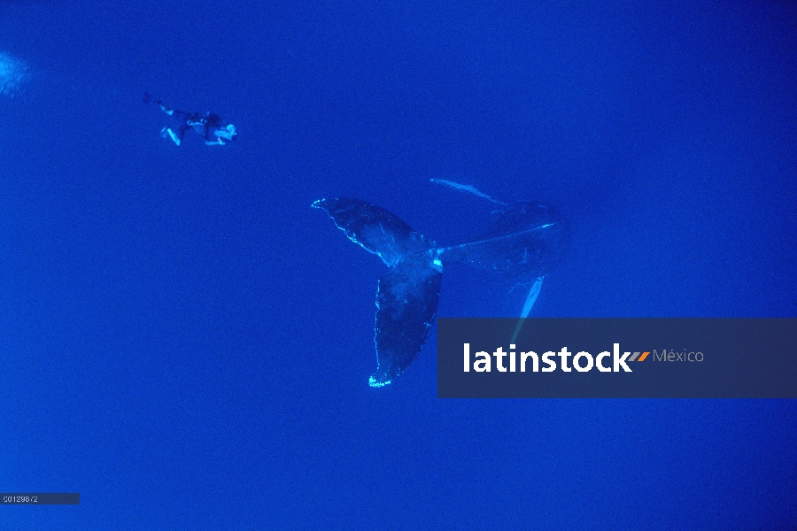 Cantante de la ballena jorobada (Megaptera novaeangliae) filmado por Rick Rosenthal de BBC, Maui, Ha