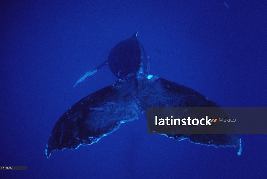 Ballena jorobada (Megaptera novaeangliae) cantante llamado Frank, Maui, Hawaii - aviso deberá acompa