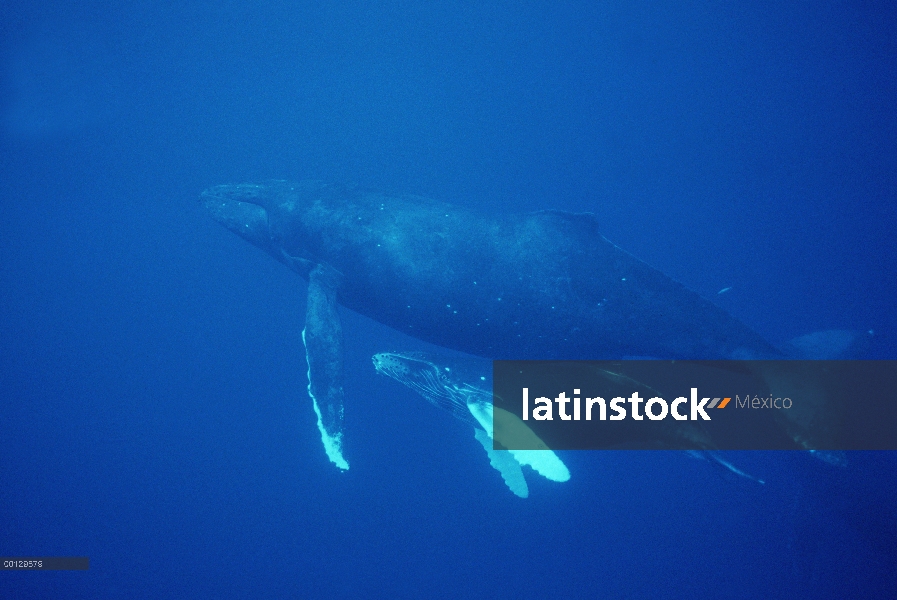 Ballena jorobada (Megaptera novaeangliae) madre y el becerro, Maui, Hawaii - aviso deberá acompañar 