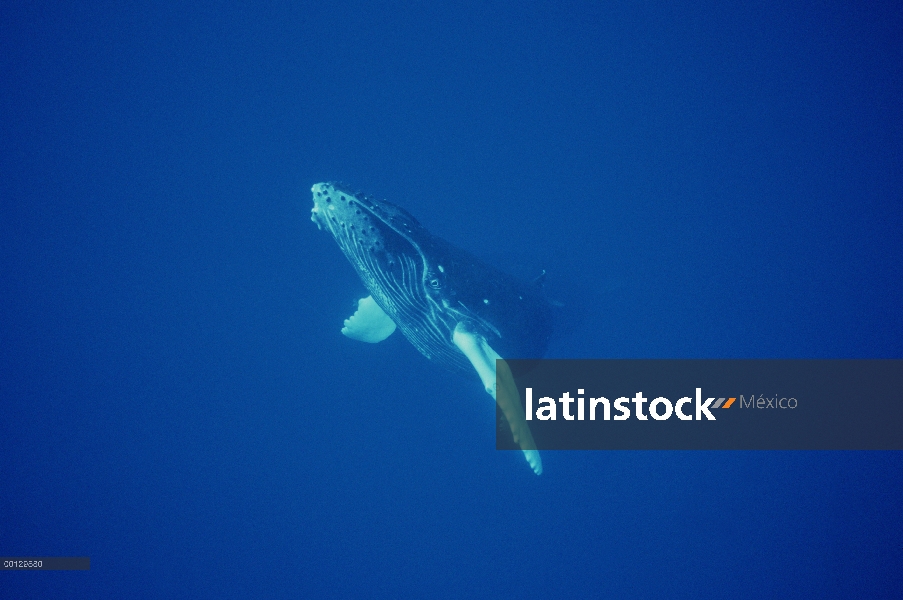 Ternero curioso de ballena jorobada (Megaptera novaeangliae), Maui, Hawaii - aviso deberá acompañar 