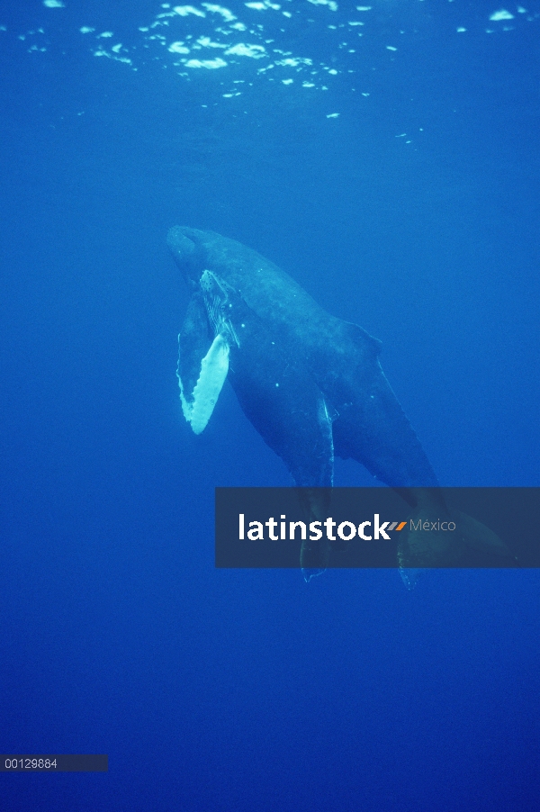 Ballena jorobada (Megaptera novaeangliae) madre y el becerro, Maui, Hawaii - aviso deberá acompañar 