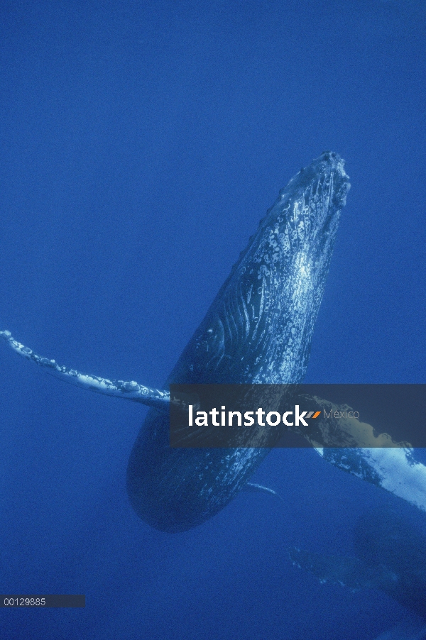 Ballena jorobada (Megaptera novaeangliae), Maui, Hawaii - aviso deberá acompañar la publicación; Fot