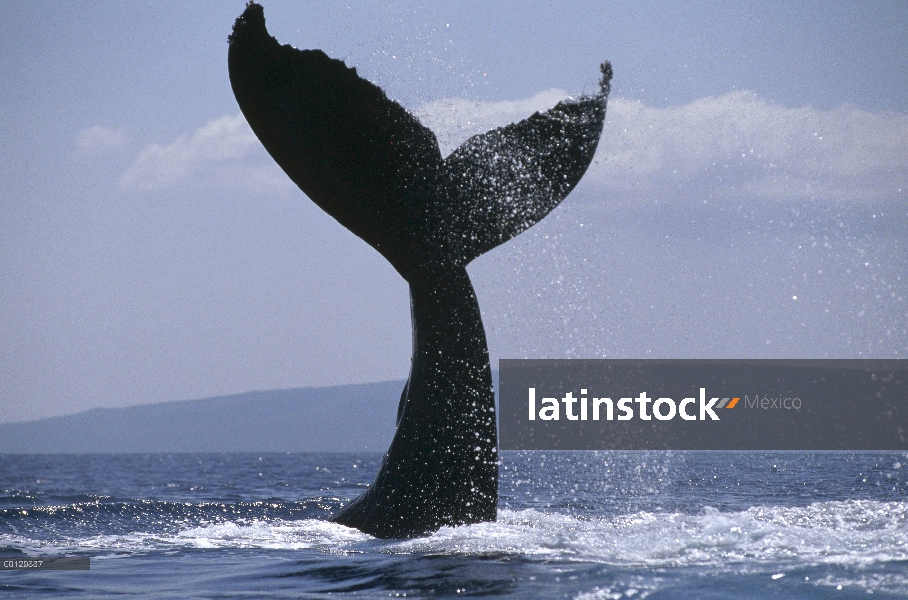 Cola de ballena jorobada (Megaptera novaeangliae) lob, Maui, Hawaii - aviso deberá acompañar la publ