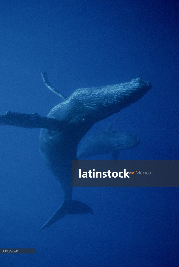 Ballena jorobada (Megaptera novaeangliae) cantante y joiner, Maui, Hawaii - aviso deberá acompañar l