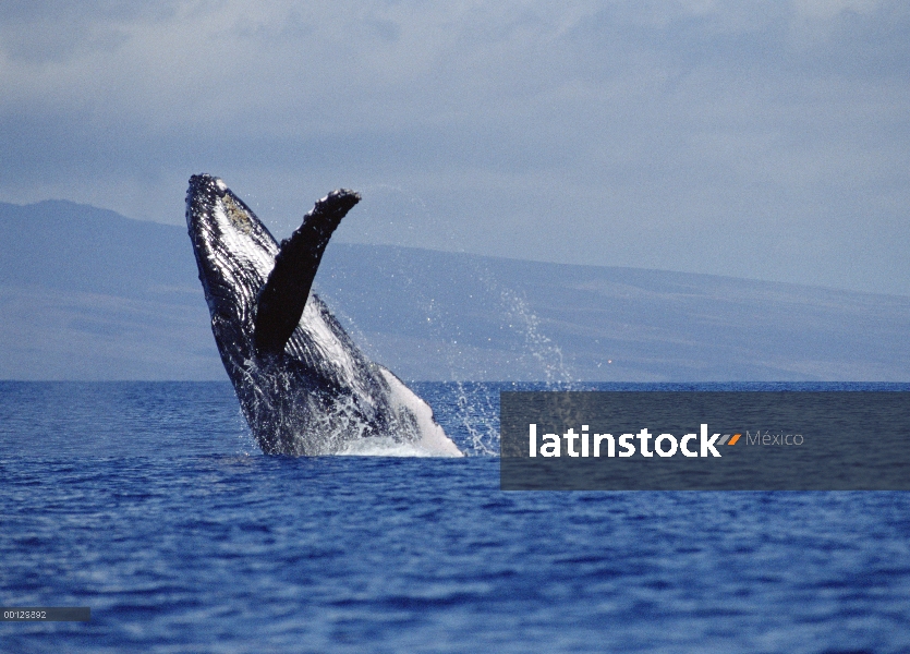 Ballena jorobada (Megaptera novaeangliae) violar, Maui, Hawaii - aviso deberá acompañar la publicaci