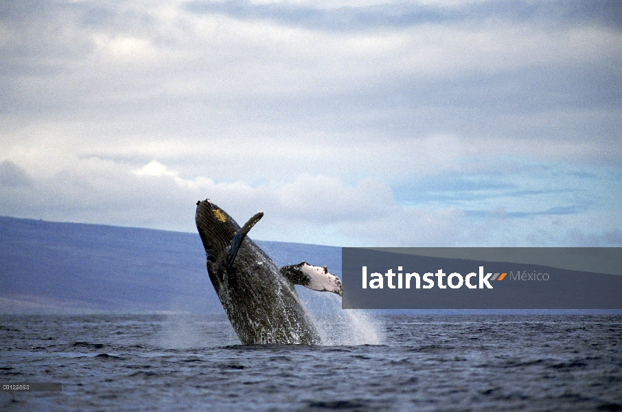 Ballena jorobada (Megaptera novaeangliae) violar, Maui, Hawaii - aviso deberá acompañar la publicaci